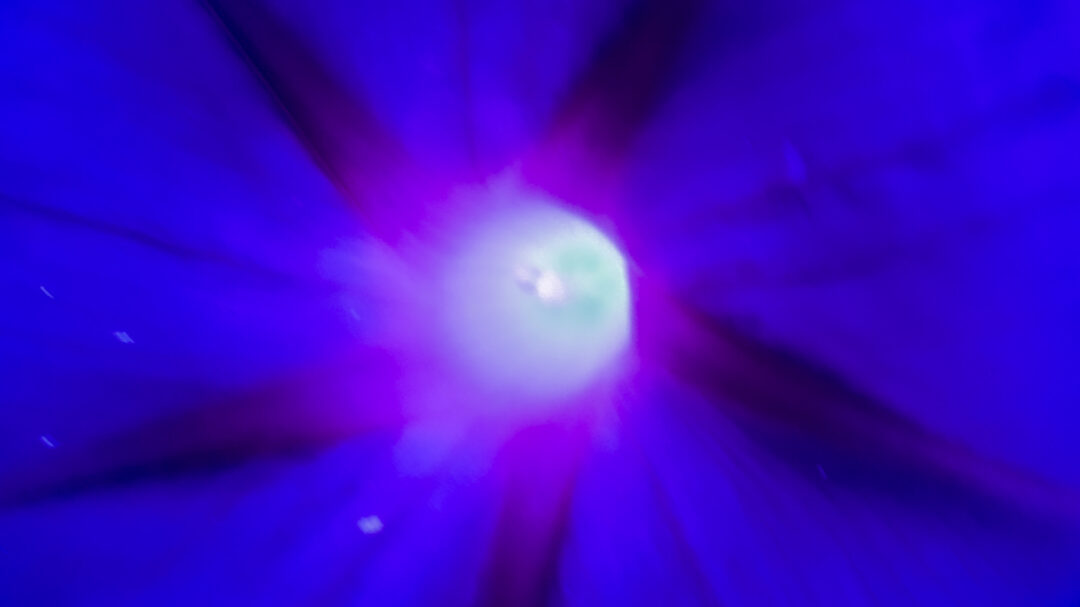 Das geschlossene Element – Blüte einer Trichterwinde